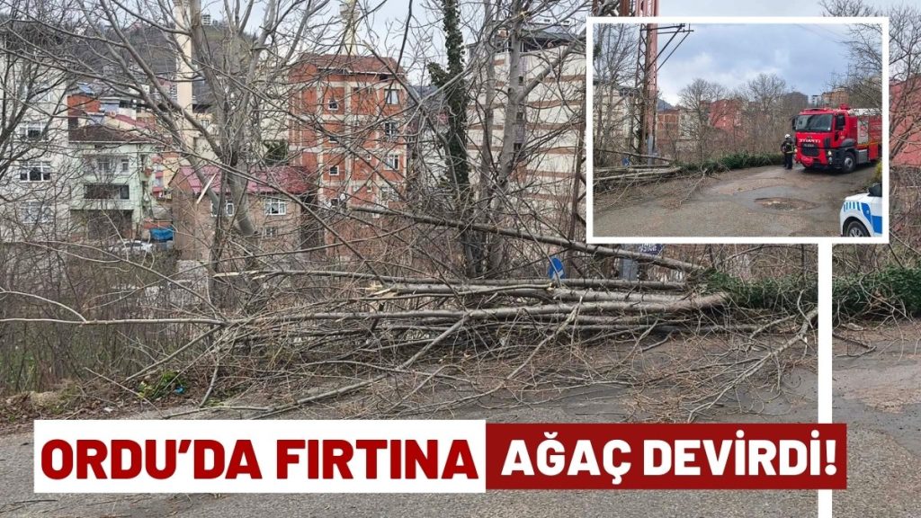 Ordu Kumru’da Fırtına Ağaç Devirdi!