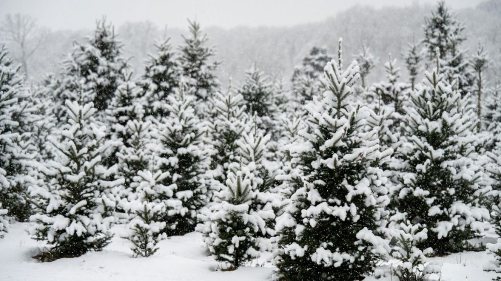 amasya okul tatil mi