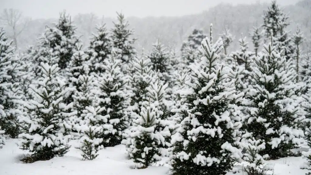amasya okul tatil mi
