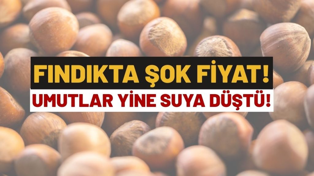 Fındık Fiyatlarındaki Düşüş Üreticiyi Umutsuzluğa Sürükledi 18 Ocak Ordu Fındık Fiyatları