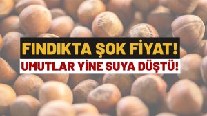 Fındık Fiyatlarındaki Düşüş Üreticiyi Umutsuzluğa Sürükledi 18 Ocak Ordu Fındık Fiyatları