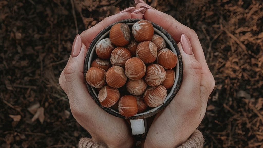 Ünye Fındık Fiyatları 4 Ocak 2026 güncel fiyatlar