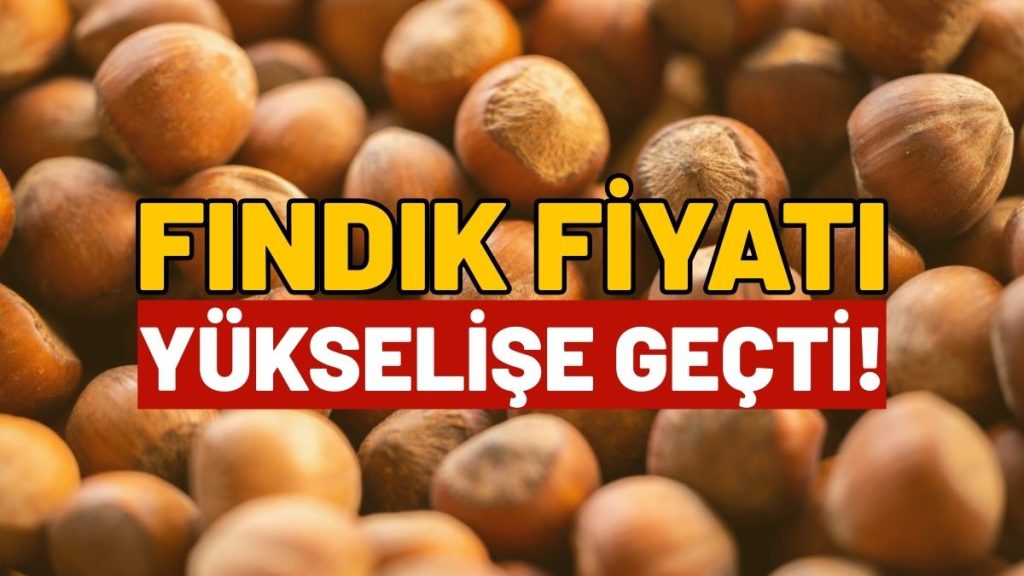330 TL’den 200’e Düşmüştü… Fındıkta Yeniden Hareketlilik!
