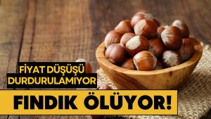 Ünye’de Fındık 200 TL’nin Altına Geriliyor