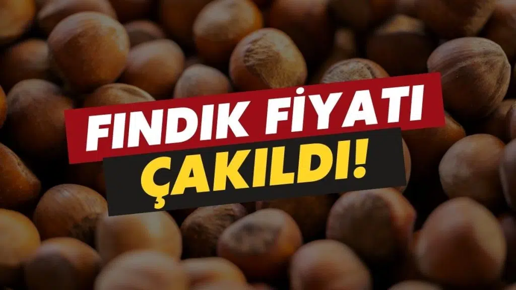 Ordu’da Fındık Fiyatı Resmen Çakıldı – 7 Şubat fındık fiyatı