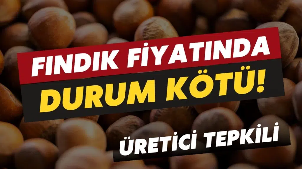 Ünye’de Fındık 220 TL Bandına Geriledi: Üretici Tepkili