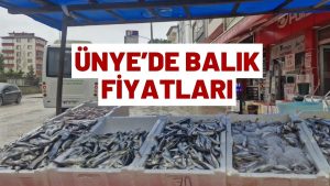Ünye Balık Fiyatları 9 Şubat 2026 Pazartesi Hamsi Palamut İstavrit Mezgit kaç tl