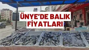 Ünye Balık Fiyatları 9 Şubat 2026 Pazartesi Hamsi Palamut İstavrit Mezgit kaç tl