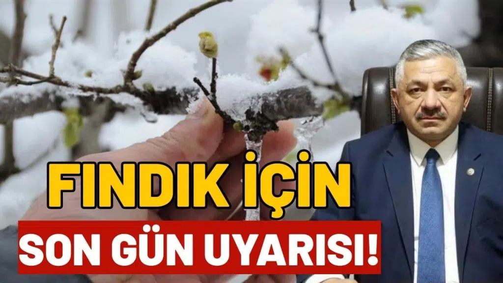 FINDIK ÜRETİCİLERİNE ÖNEMLİ UYARI: TARSİM İÇİN BUGÜN SON GÜN