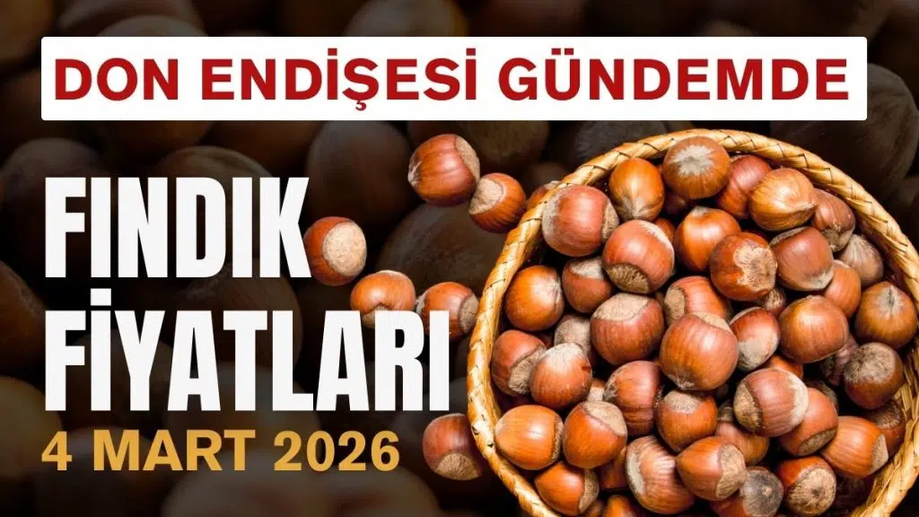 Ordu’da Fındık Fiyatı Sabit: Don Endişesi Gündemde 4 Mart Fındık Fiyatları