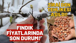 Kar Yağışı Sonrası Gözler Fındıkta: Ünye’de Fındık Kaç TL?