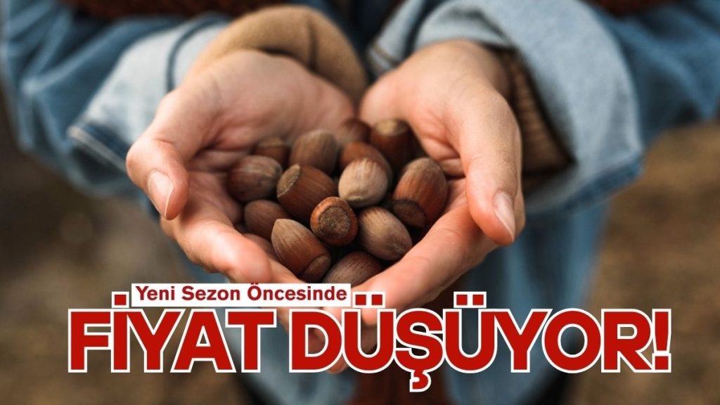 Ünye’de Fındık Fiyatları Düşüşte: Fındığın Gözü 200’e Bakıyor!