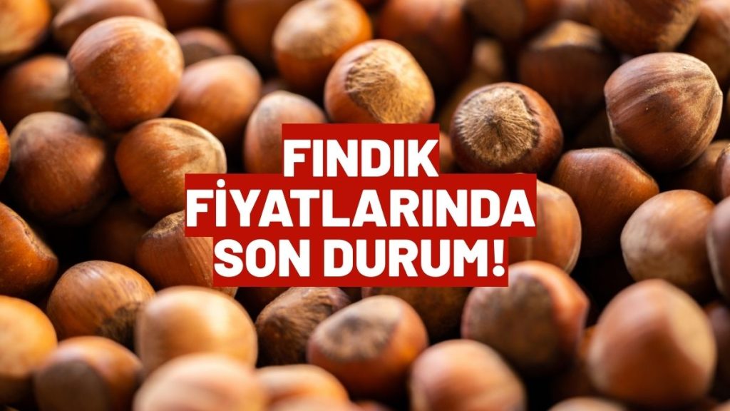 FINDIK FİYATLARI ÜNYE’DE GERİLİYOR! 17 MART FINDIK FİYATLARI!