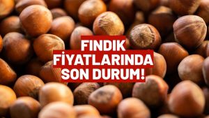 FINDIK FİYATLARI ÜNYE’DE GERİLİYOR! 17 MART FINDIK FİYATLARI!