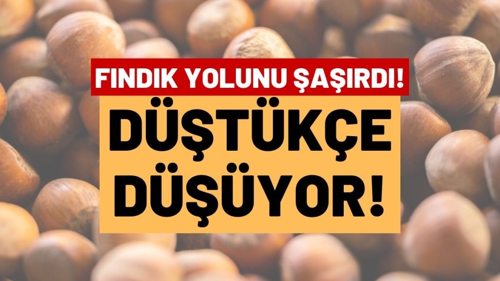 ÜNYE’DE FINDIK FİYATI ERİYOR: 215 TL’YE GERİLEDİ