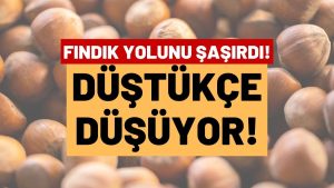 ÜNYE’DE FINDIK FİYATI ERİYOR: 215 TL’YE GERİLEDİ