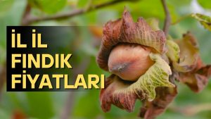 İL İL FINDIK FİYATLARI AÇIKLANDI – 12 MART 2026 GÜNCEL SERBEST PİYASA FİYATLARI