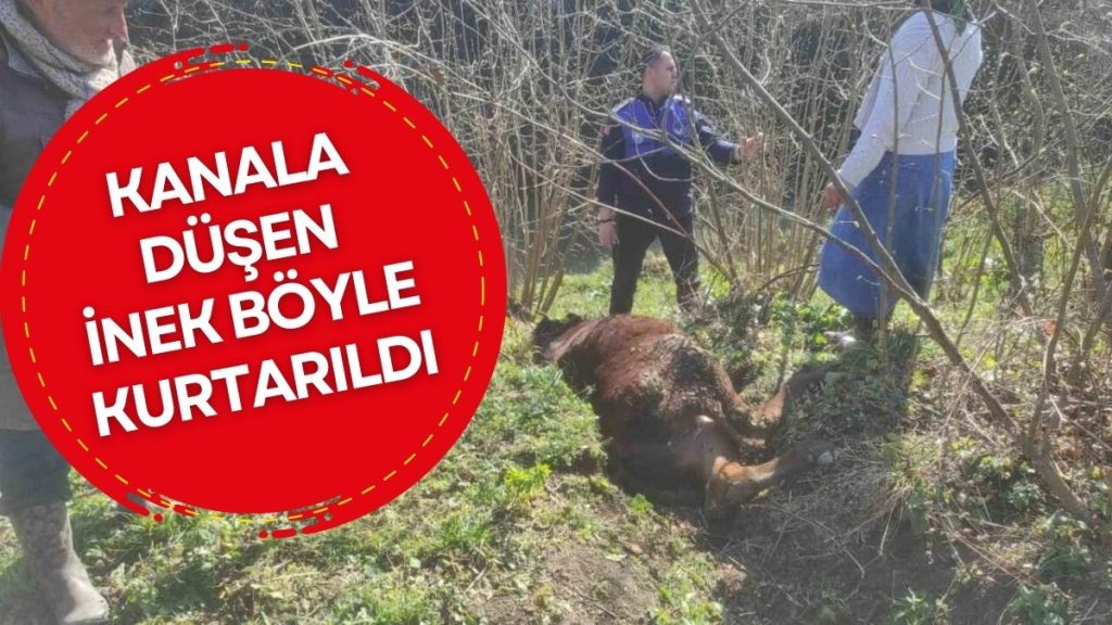 Kanala Düşen İnek Kurtarıldı