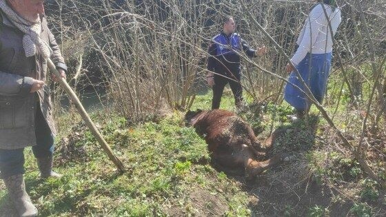 Kanala Düşen İnek Kurtarıldı 1 inek