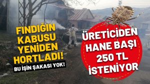 Fındıkta Kokarca Alarmı: Mücadele İçin Her Haneden 250 TL Destek Çağrısı