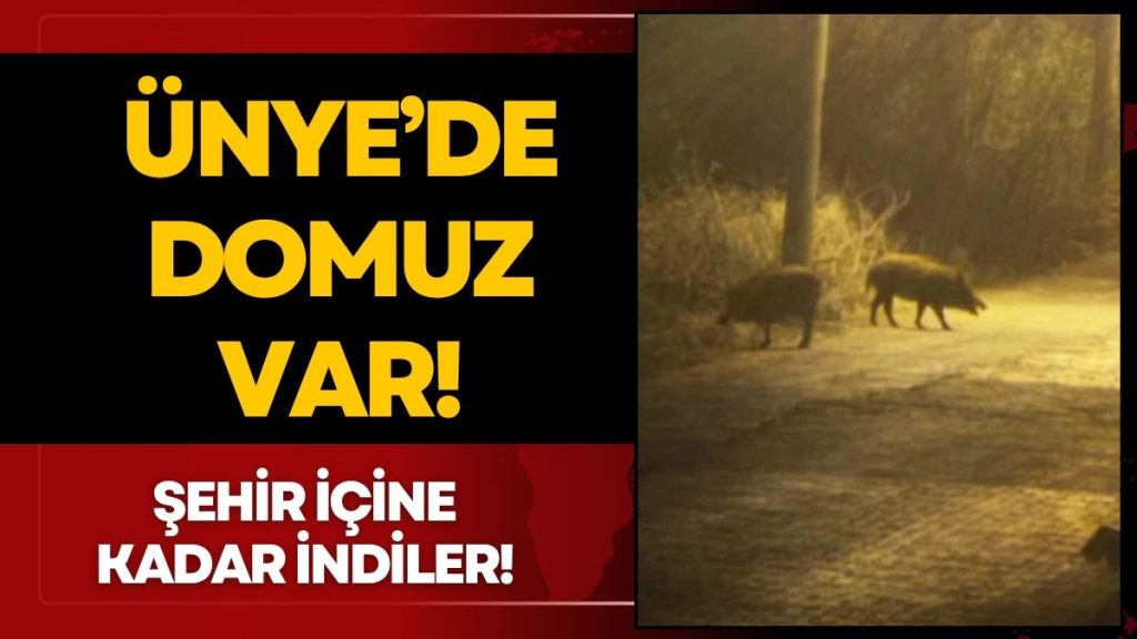 Ünye’de Domuz Var!