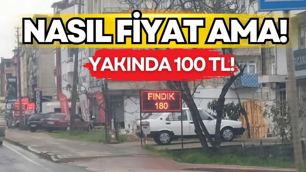 Ordu’da Fındık Üreticisinin Hüsranı: Yeni Sezon Öncesi Fiyatlar 180 TL’ye Kadar Geriledi!