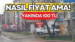 Ordu’da Fındık Üreticisinin Hüsranı: Yeni Sezon Öncesi Fiyatlar 180 TL’ye Kadar Geriledi!