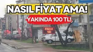 Ordu’da Fındık Üreticisinin Hüsranı: Yeni Sezon Öncesi Fiyatlar 180 TL’ye Kadar Geriledi!