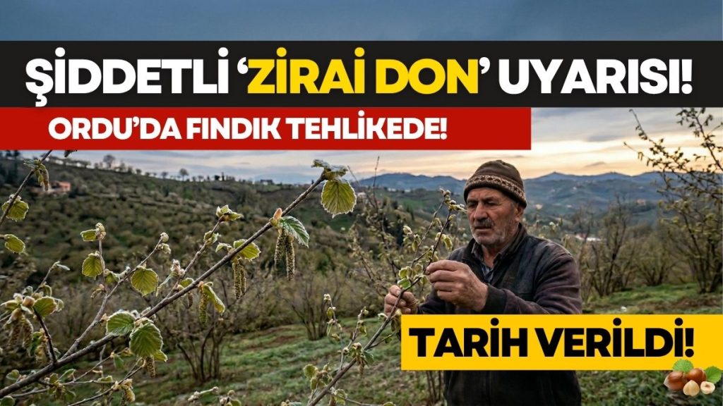 Fındıkta Kâbus Geri mi Dönüyor? Ordu İçin Şiddetli ‘Zirai Don’ Uyarısı!