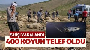 Arı Saldırısı Faciaya Yol Açtı: 400 Koyun Telef Oldu, 5 Yaralı!