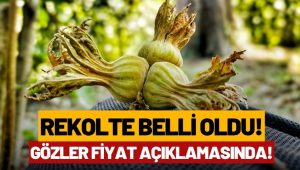 Ordu’da 2026 Fındık Rekoltesi Açıklandı! Gözler Şimdi TMO’nun Fiyatında