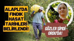Alaplı’da Fındık Hasat Tarihi Belli Oldu! Gözler Şimdi Ordu’da