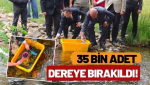 Çambaşı Deresi’ne 35 Bin Doğal Alabalık Yavrusu Salındı