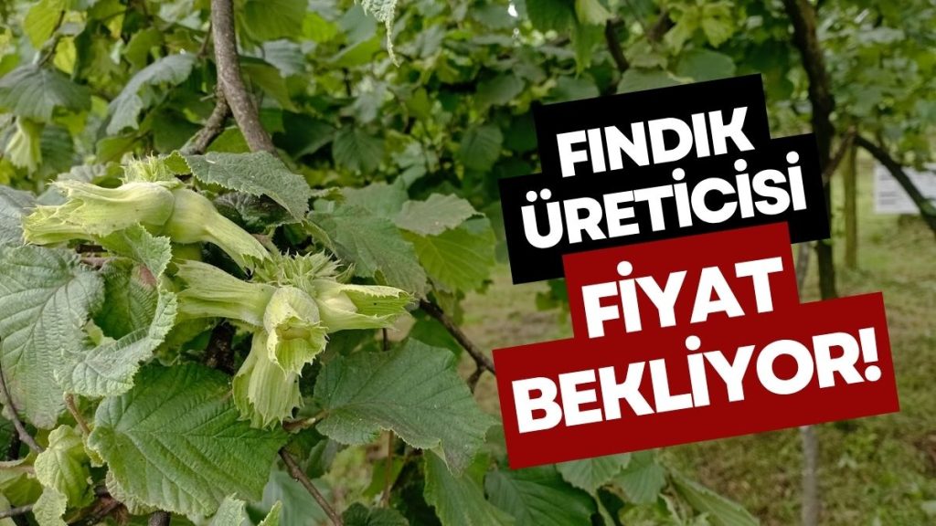 Fındıkta Gözler TMO’da! Üretici Fiyatı Bekliyor