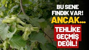 Bu Sene Fındık Bol Gibi… Ancak Tehlike de Kapıda!