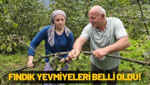 ORDU’DA FINDIK YEVMİYELERİ BELLİ OLDU!