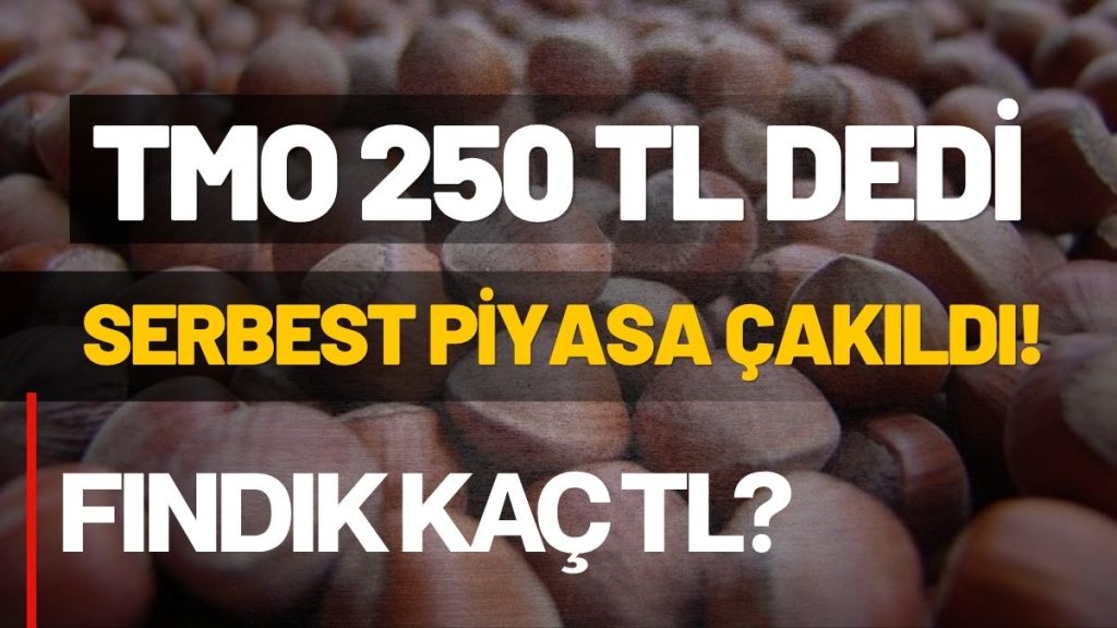 TMO 250 TL Dedi, Serbest Piyasa Yerinde Saydı: Ordu’da Fındık Fiyatları