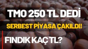 TMO 250 TL Dedi, Serbest Piyasa Yerinde Saydı: Ordu’da Fındık Fiyatları
