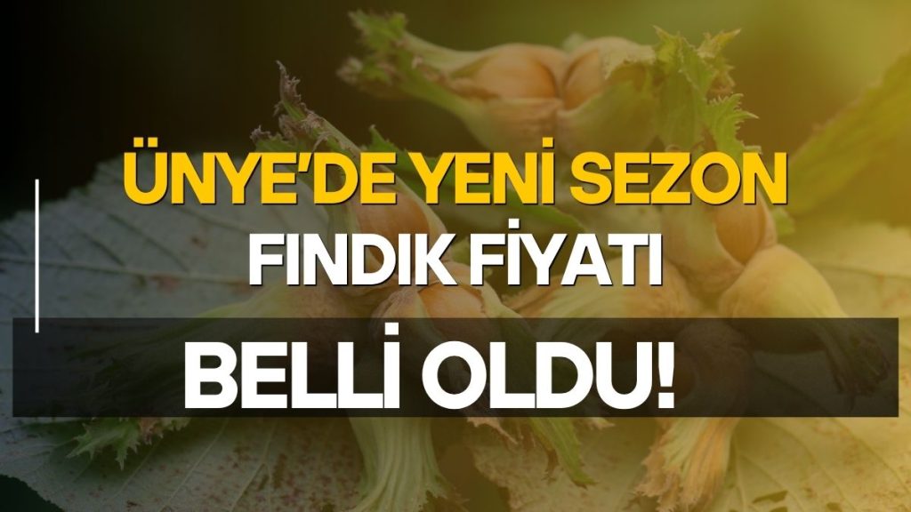 Ünye’de yeni sezon fındık fiyatı belli oldu!