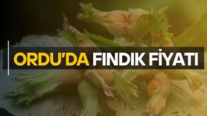 Ordu Fındık Fiyatı – Bugün Fındık Kaç TL?