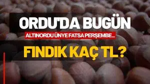Ordu’da Fındık Kaç TL? İşte 2 Eylül Serbest Piyasa Güncel Fındık Fiyatları!