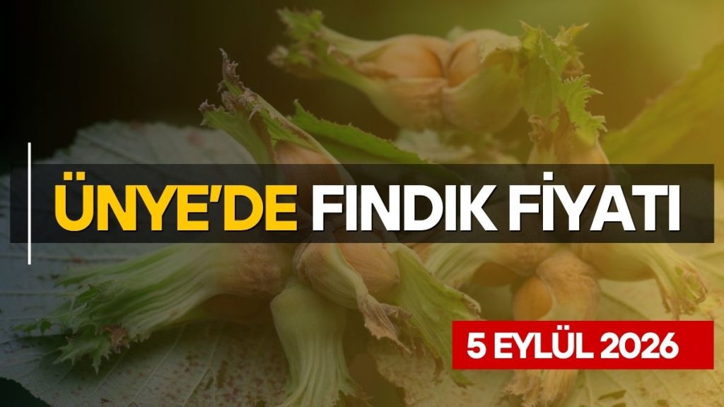 Ünye’de Fındık Fiyatlarında Makas Açılıyor: Serbest Piyasada 180 TL, TMO’da İse 250 TL!