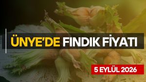 Ünye’de Fındık Fiyatlarında Makas Açılıyor: Serbest Piyasada 180 TL, TMO’da İse 250 TL!