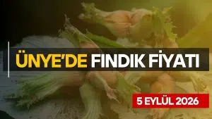 Ünye’de Fındık Fiyatlarında Makas Açılıyor: Serbest Piyasada 180 TL, TMO’da İse 250 TL!