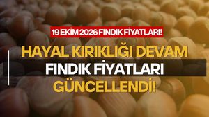 Ordu’da Fındık Üreticisinin Hüsranı: Serbest Piyasada Fiyatlar Yüz Güldürmüyor!