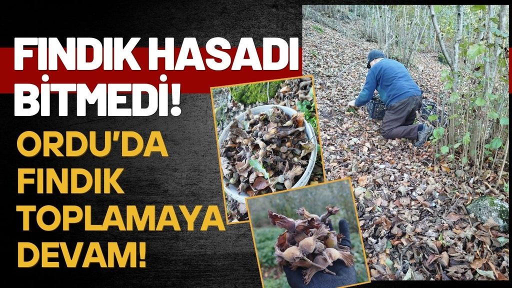 Ordu’da Fındık Mesaisi Bitmedi: Hasat Ekim Ayında da Sürüyor
