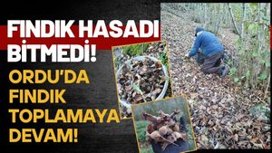 Ordu’da Fındık Mesaisi Bitmedi: Hasat Ekim Ayında da Sürüyor
